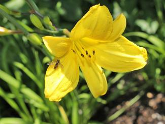 Hemerocallis minor